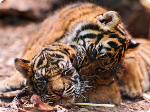 Двойня суматранских тигров
