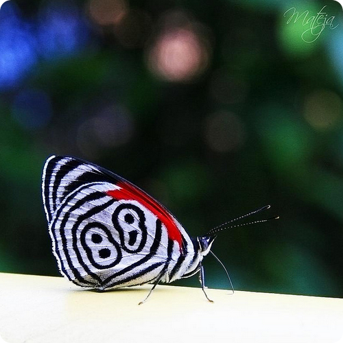 Бабочка восемьдесят восемь