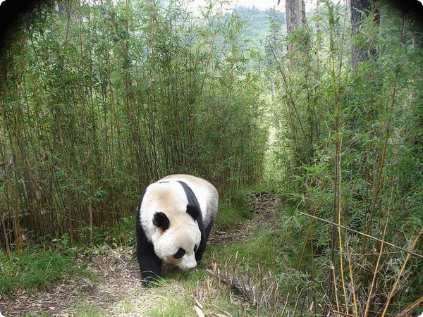 Раздельное существование больших панд
