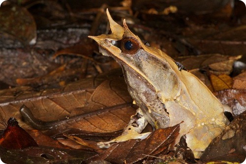 Malayan Horned Frog(Megophrys nasuta)