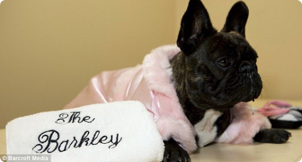 The Barkley - отель для изысканных собак