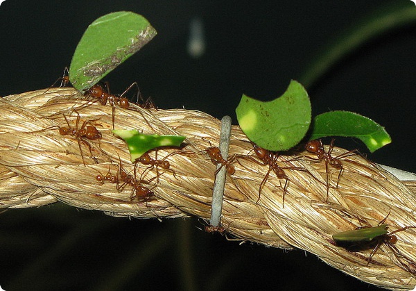 Опять о  муравьях-листорезах