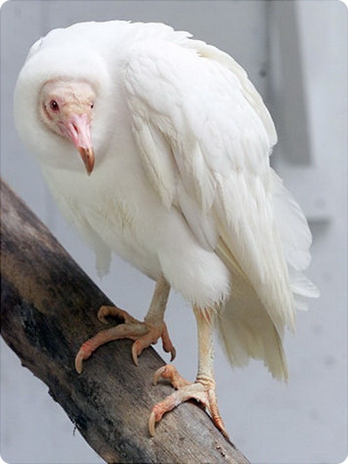 Животные альбиносы