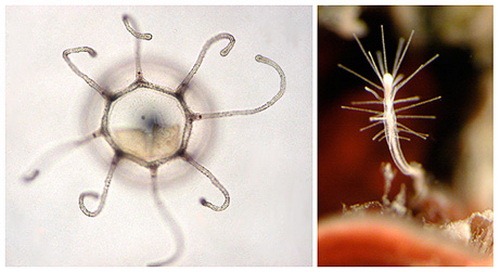 Бессмертная медуза (лат. Turritopsis nutricula)
