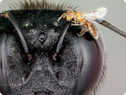 Карликовая пчела Perdita minima