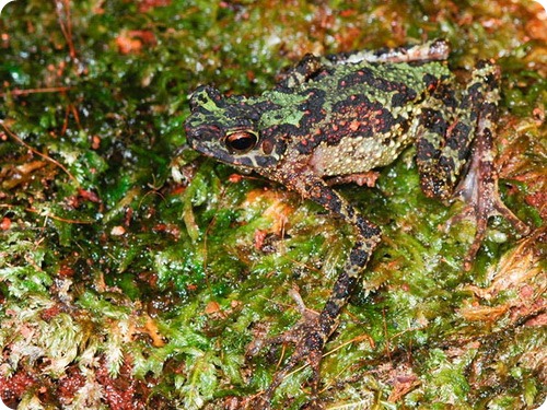 Борнейская радужная жаба