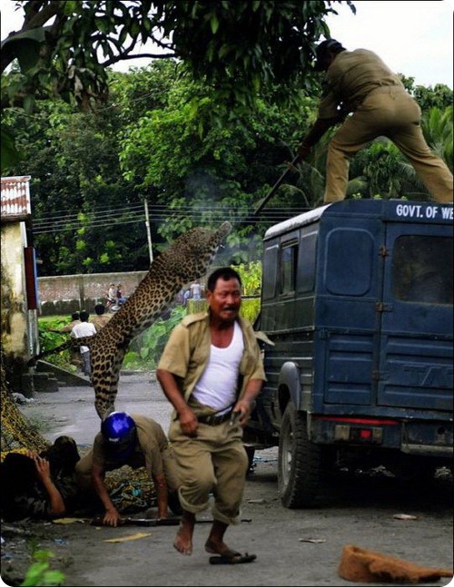 Голодный леопард держал в страхе целую деревню