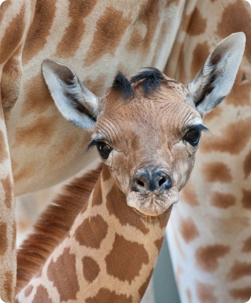 Детеныш жирафа из Бельгии