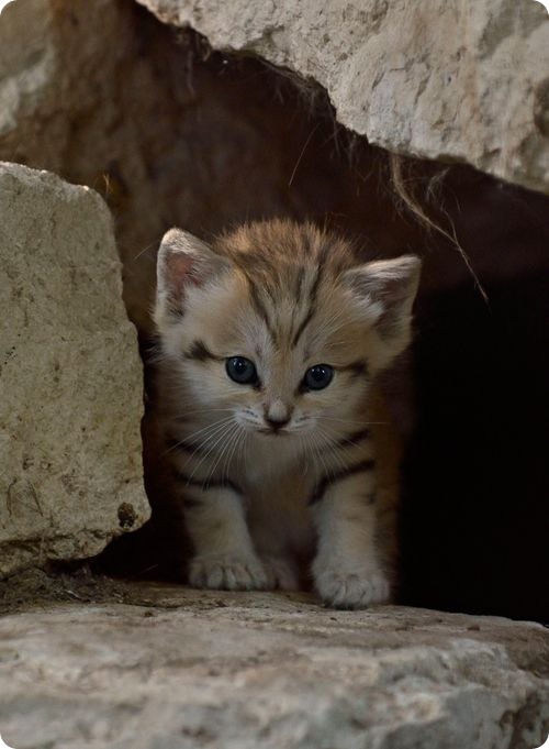 Барханный котенок из Тель-Авива