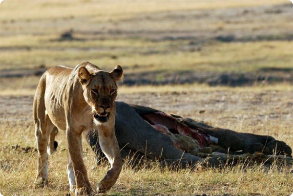 Африканские львы заботятся о потенциальной добыче