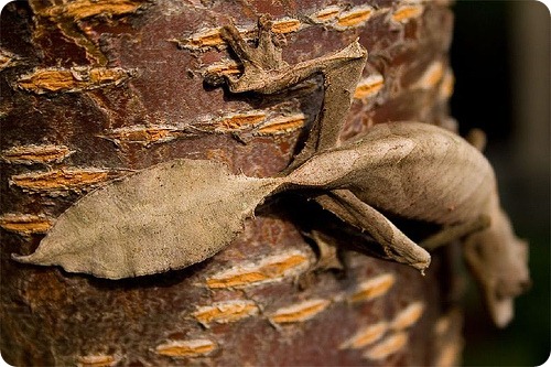 Мадагаскарский плоскохвостый геккон