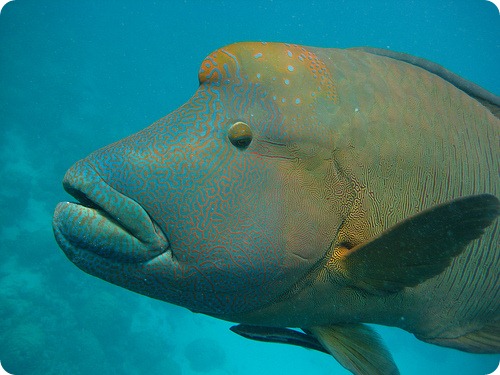 Рыба-наполеон