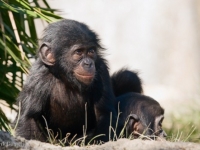 Бонобо или карликовый шимпанзе