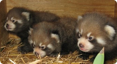 Малые панды из Северной Дакоты