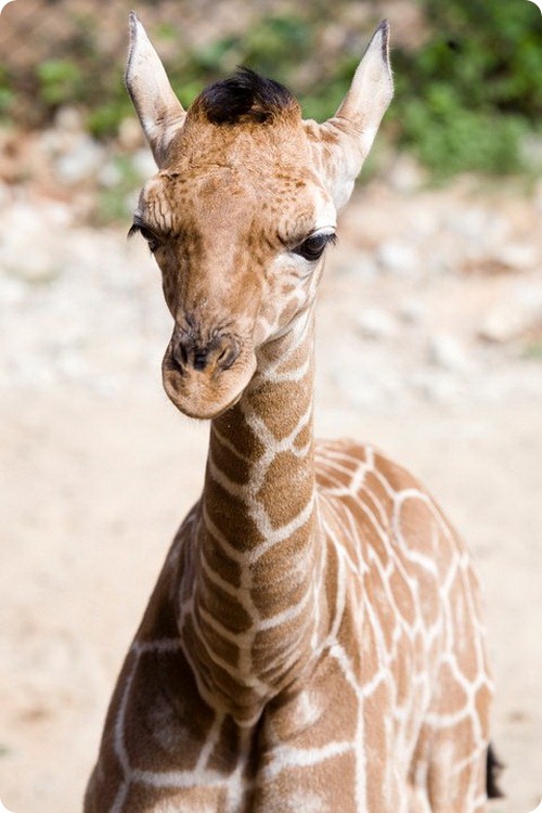 Детеныш жирафа из Атланты