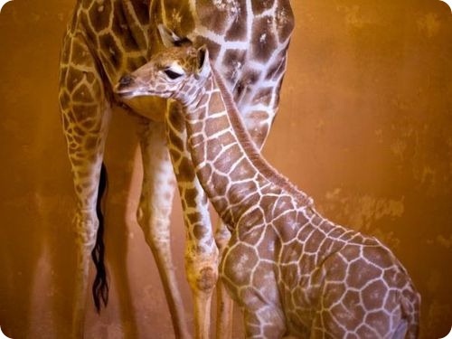 Детеныш жирафа из Атланты