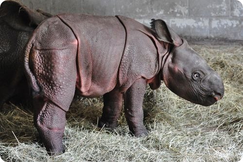Индийский носорог из Тампы