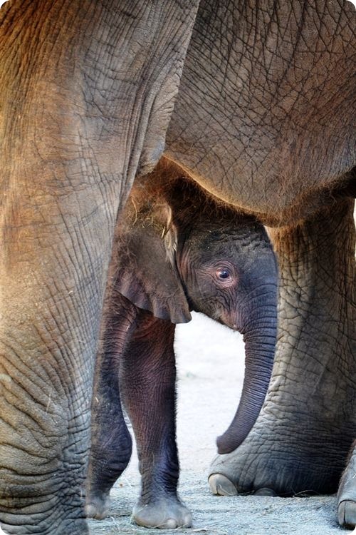 Слоненок из Индианаполиса