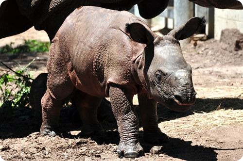 Индийский носорог из Тампы