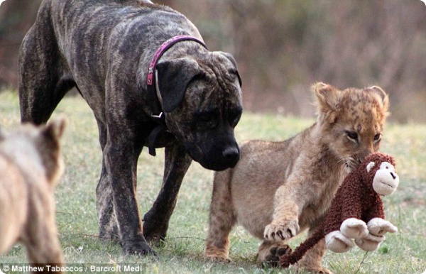 Собака стала матерью для львят!