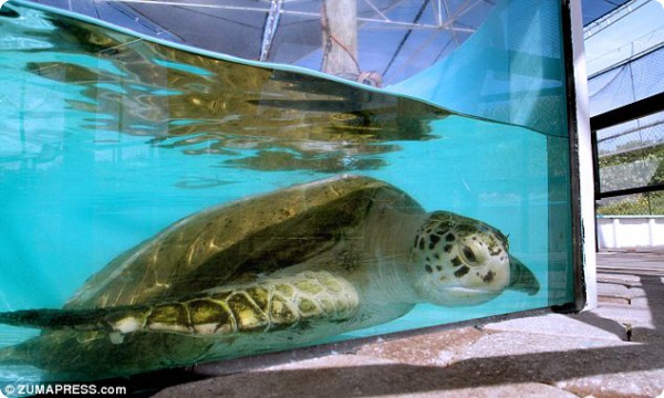 Новый панцирь для морской черепахи