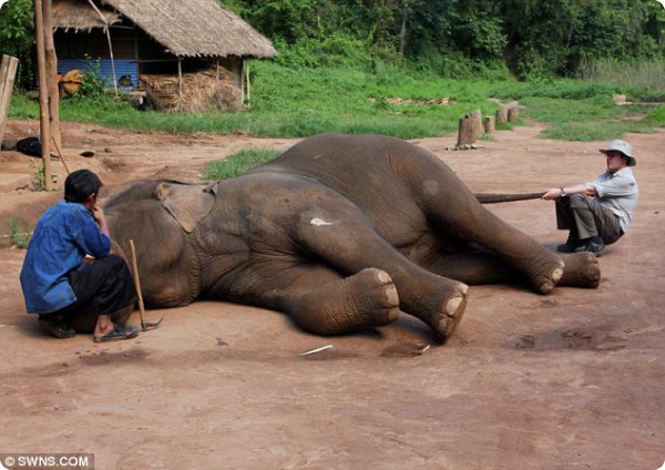 Мануальная терапия для слонов