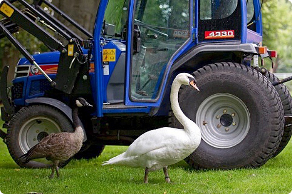 Лебедь Швани разлюбил трактор