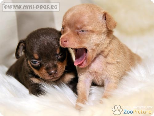 Завершающая речь щенка той теьрера перед сном - сил больше нет! Фото ©2011 Mini-Dogs Артур Лукьянов.