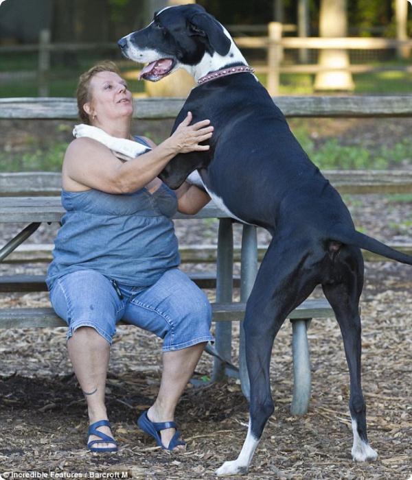 Самая высокая собака в мире!