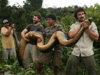 В лесах Гайаны поймана гигантская анаконда