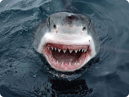 Большая белая акула (Кархародон). Фото и видео большой белой акулы.
