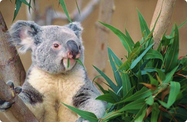 Учёные раскрыли тайну громкого голоса коалы