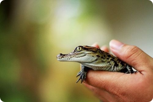 Сиамские крокодилы из Лаоса