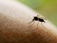 Кого чаще кусают комары