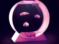 Аквариум для медуз