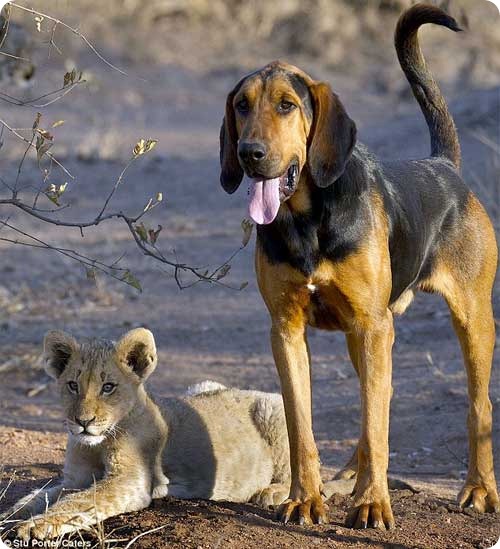 Львенок и собака – верные друзья