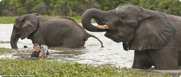 Фотографируя слонов...