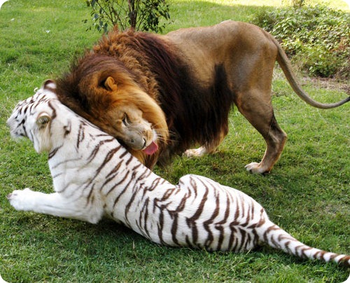 Лев и тигр – друзья навсегда