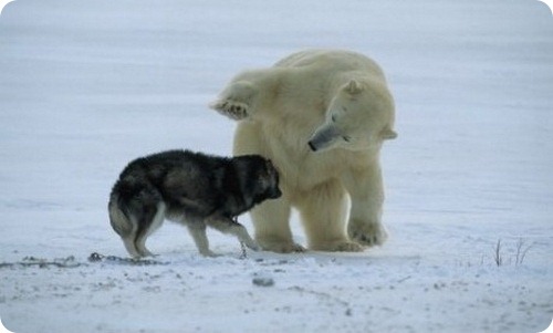 История дружбы лайки и белого медведя