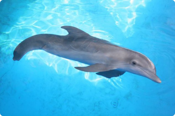 Хвост для дельфина