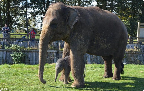 Слониха родила после 2-ух лет беременности!