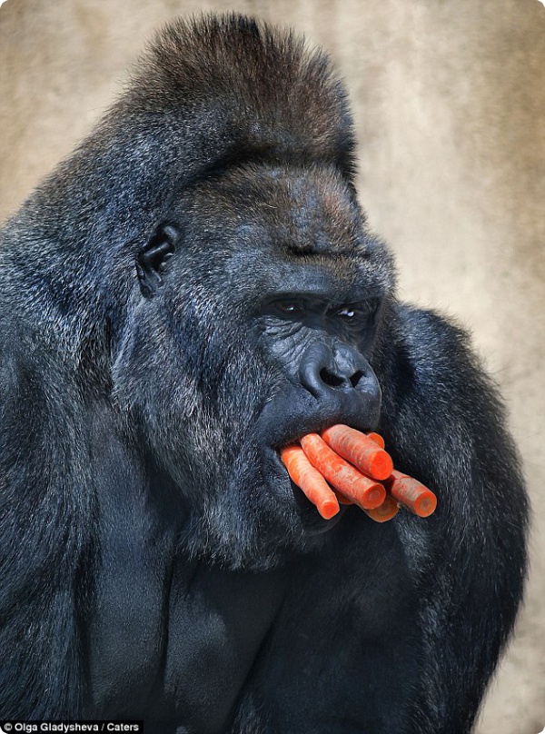 Морковь для гориллы