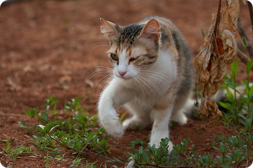Кошки Кипра