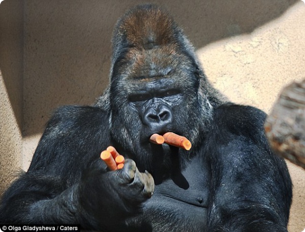Морковь для гориллы
