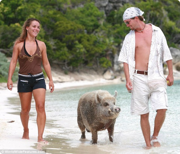 Бейб – единственная в мире пляжная свинка!