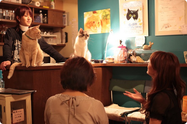 Кошачье кафе «Cat cafe» в Осаке