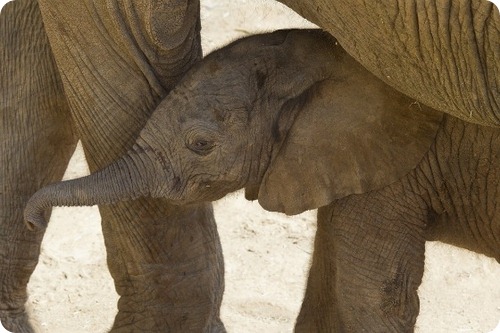 Африканский слон из Сан-Диего