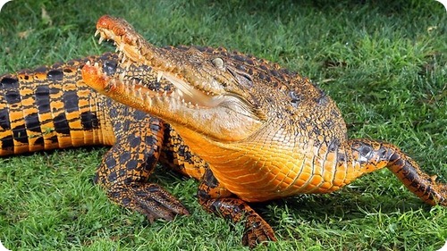 Снэппи – оранжевый крокодил