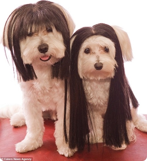 Популярность собачьих париков набирает обороты