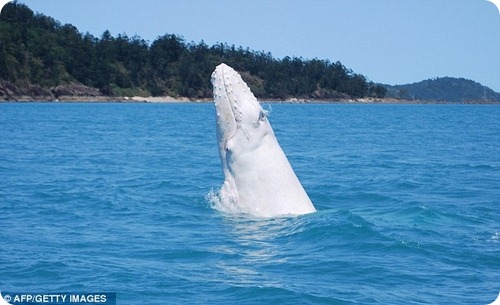 Детеныш белого горбатого кита был замечен у Большого Барьерного Рифа